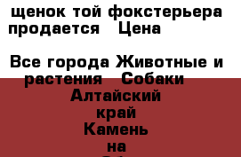 щенок той-фокстерьера продается › Цена ­ 25 000 - Все города Животные и растения » Собаки   . Алтайский край,Камень-на-Оби г.